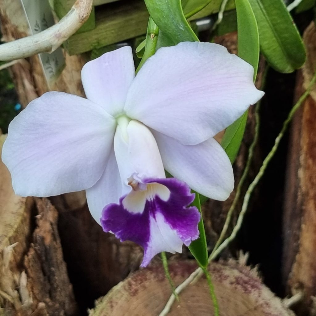 Herrenhäuser Gärten Hannover Blumen